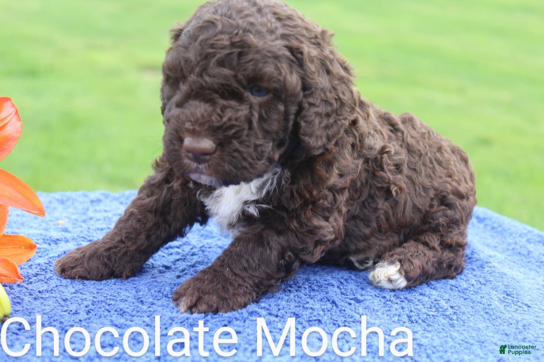 Spanish Water Dog dogs for sale: Chocolate Mocha - Image 3