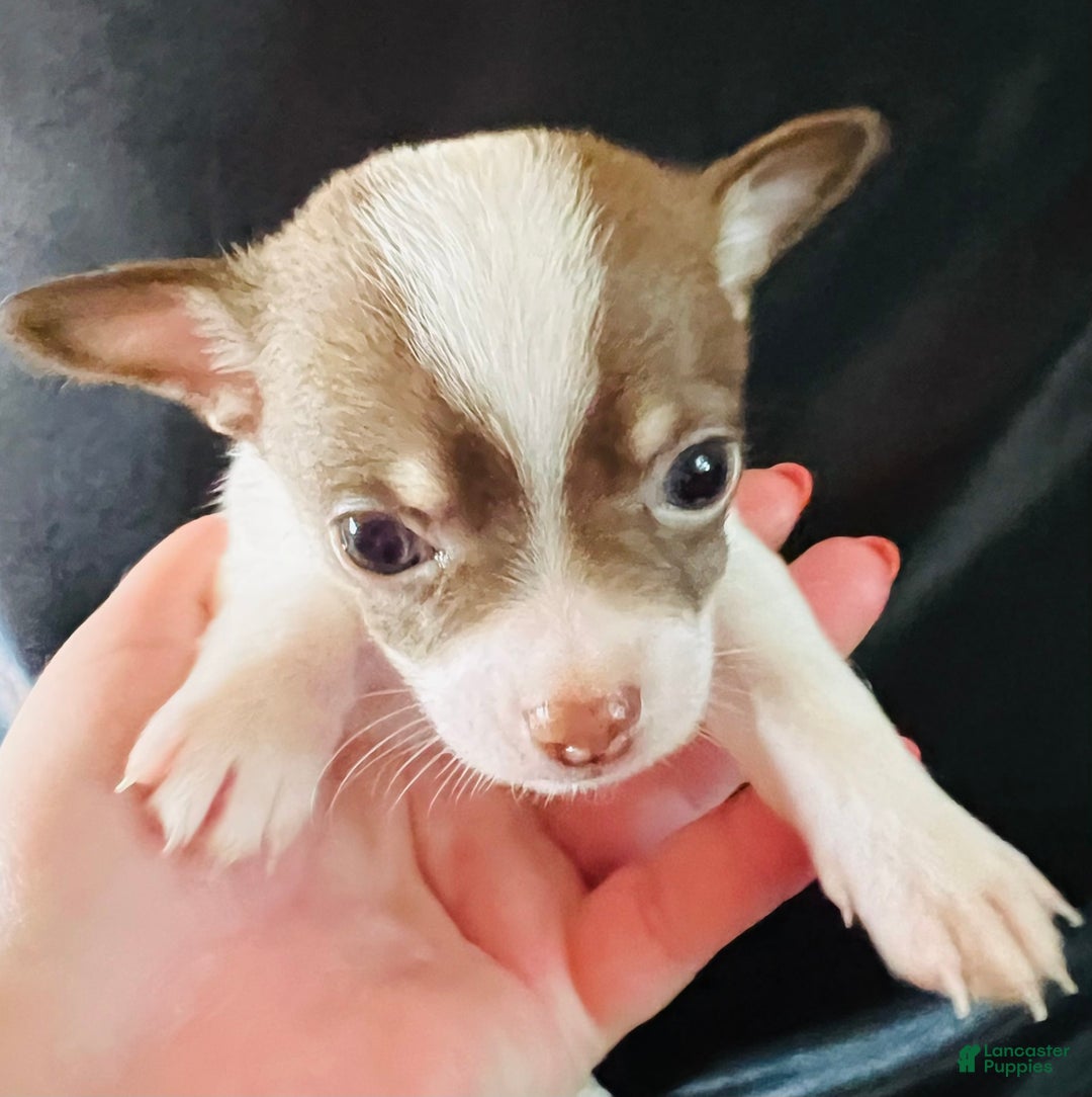 Chihuahua dogs for sale: Latte - Blue Eyed Dual Pedigreed - Image 8