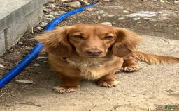 Dachshund dogs for sale: Molly - Image 4