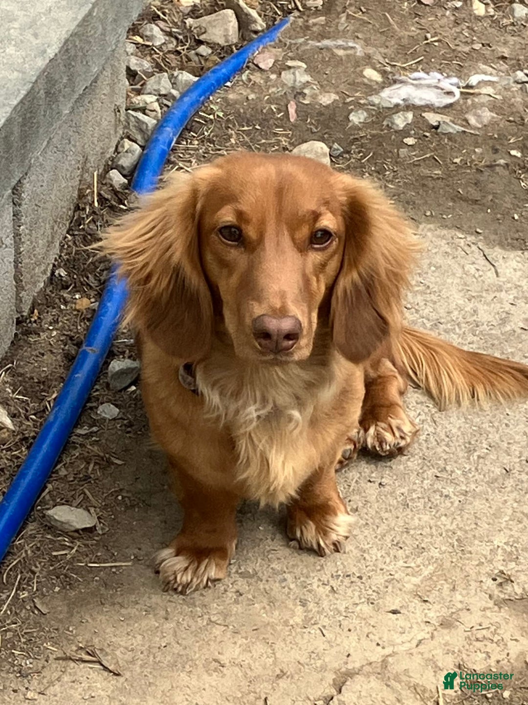 Dachshund dogs for sale: Molly - Image 4