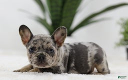 French Bulldog dogs for sale: French Bulldog 5 puppies - Image 19