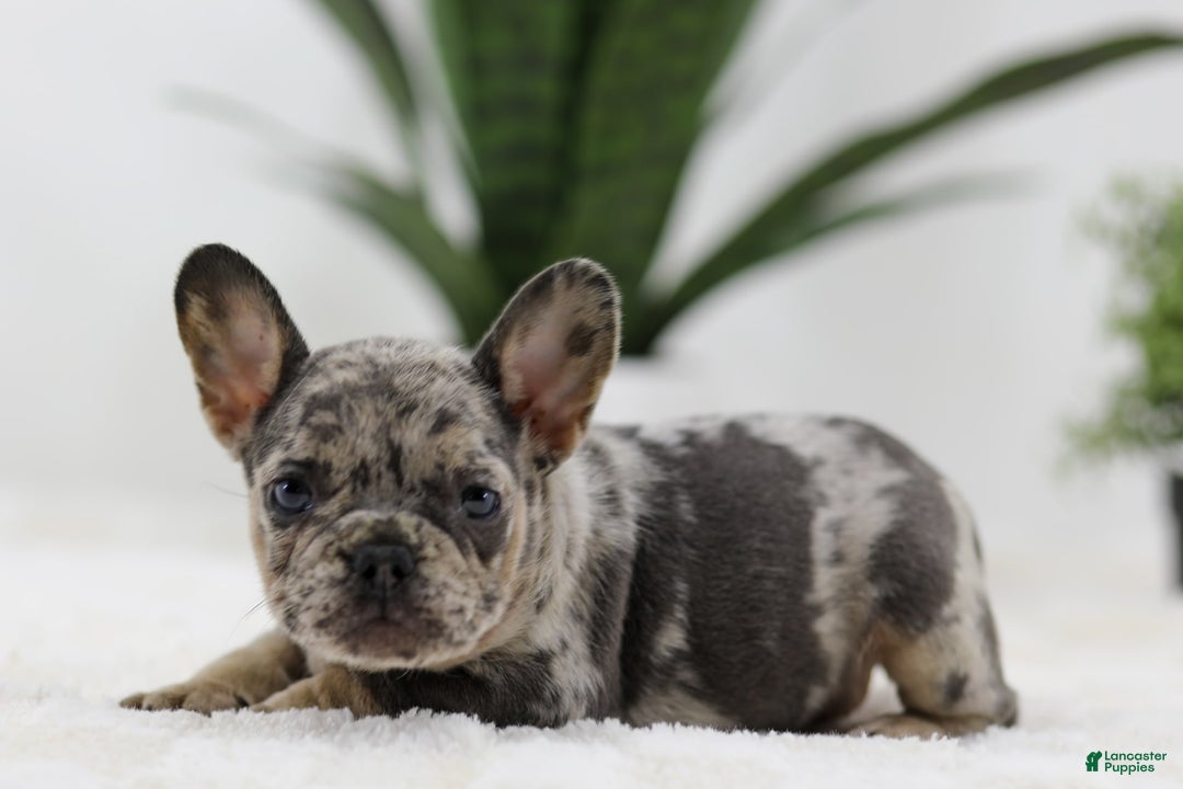 French Bulldog dogs for sale: French Bulldog 5 puppies - Image 19