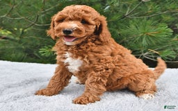 Mini Goldendoodle dogs for sale: Edger - Image 19