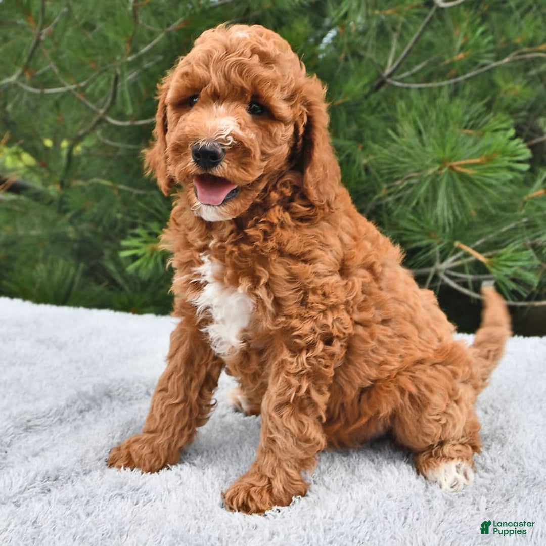 Mini Goldendoodle dogs for sale: Edger - Image 19