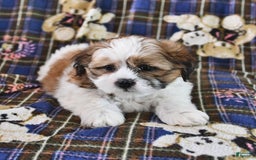 Shih Tzu dogs for sale: Bert - Image 1