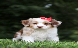 Miniature Australian Shepherd dogs for sale: Trixie - Image 5