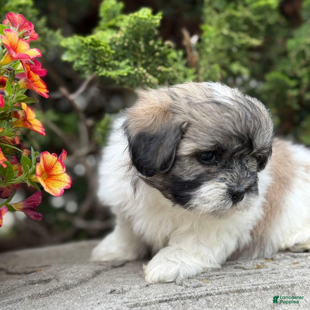 Teddy Bear dogs for sale: Robby - Image 6