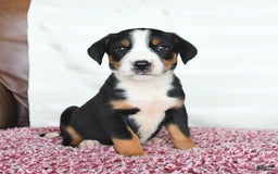Greater Swiss Mountain Dog dogs for sale: Goldie - Image 6