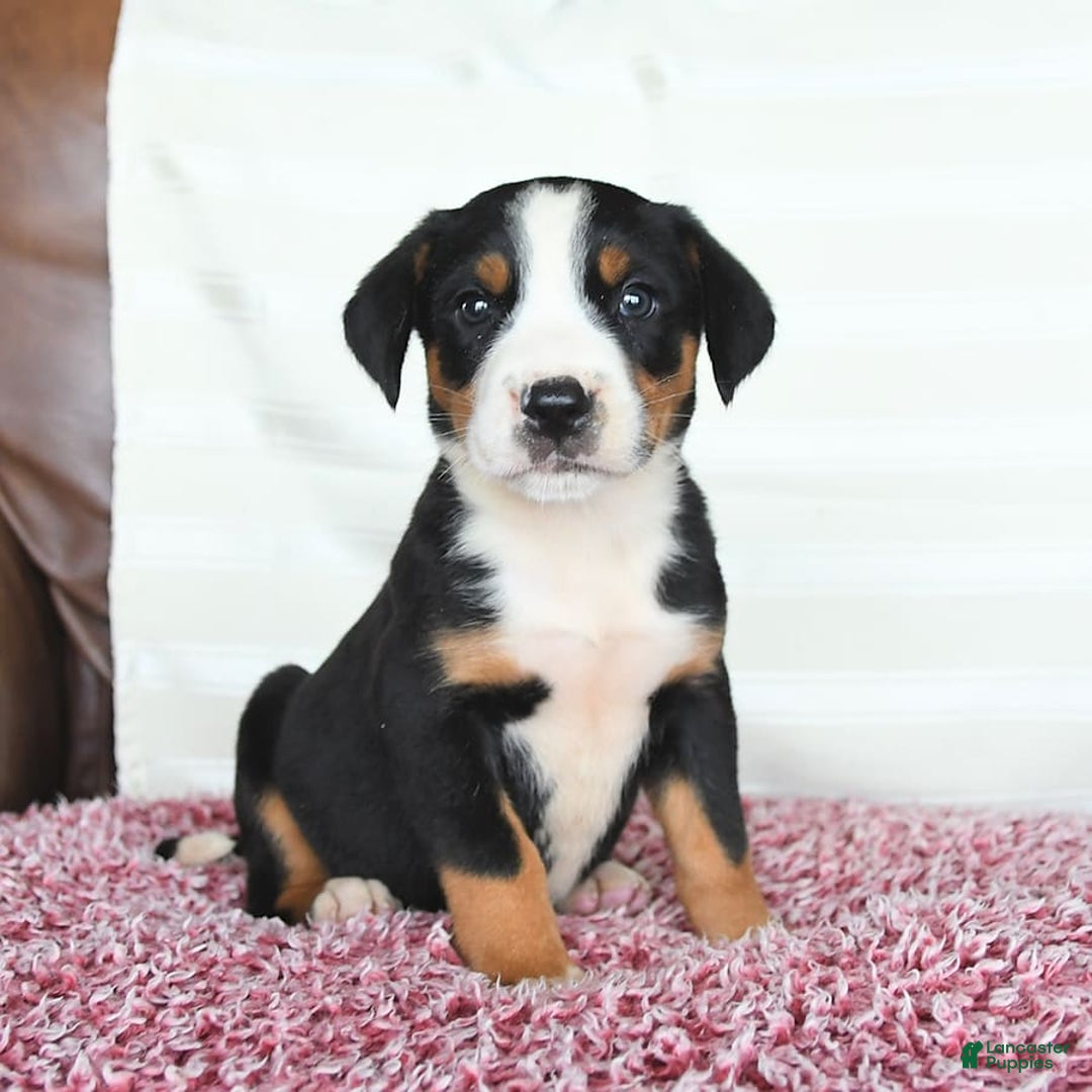 Greater Swiss Mountain Dog dogs for sale: Goldie - Image 6