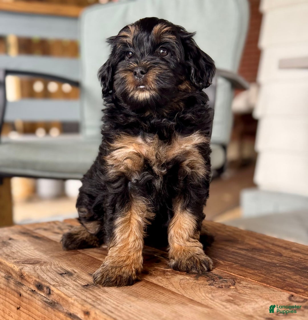 Mini Bernedoodle dogs for sale: Beauty - Image 11