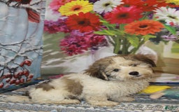 Havanese dogs for sale: Danny - Image 2