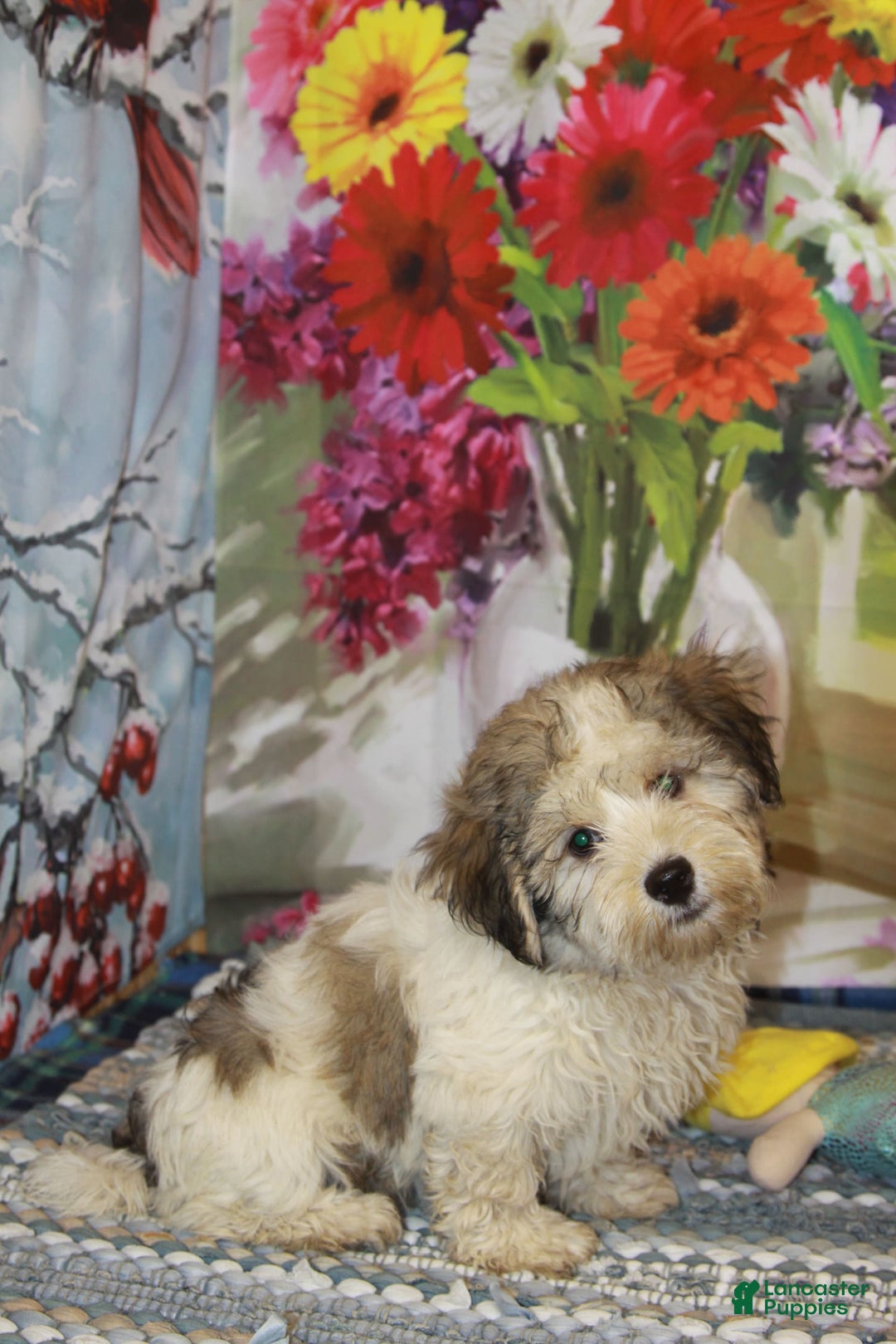 Havanese dogs for sale: Danny - Image 2