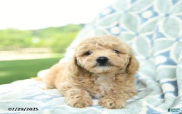 Cockapoo dogs for sale: Peaches - Image 1