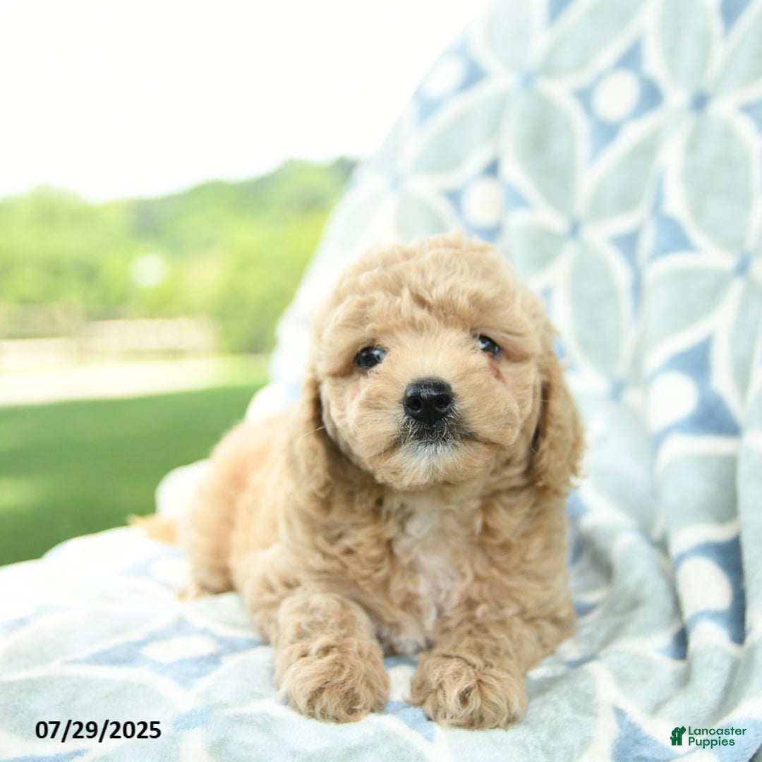 Cockapoo dogs for sale: Peaches - Image 1