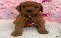 Standard Poodle dogs for sale: Tony AKC - Image 5