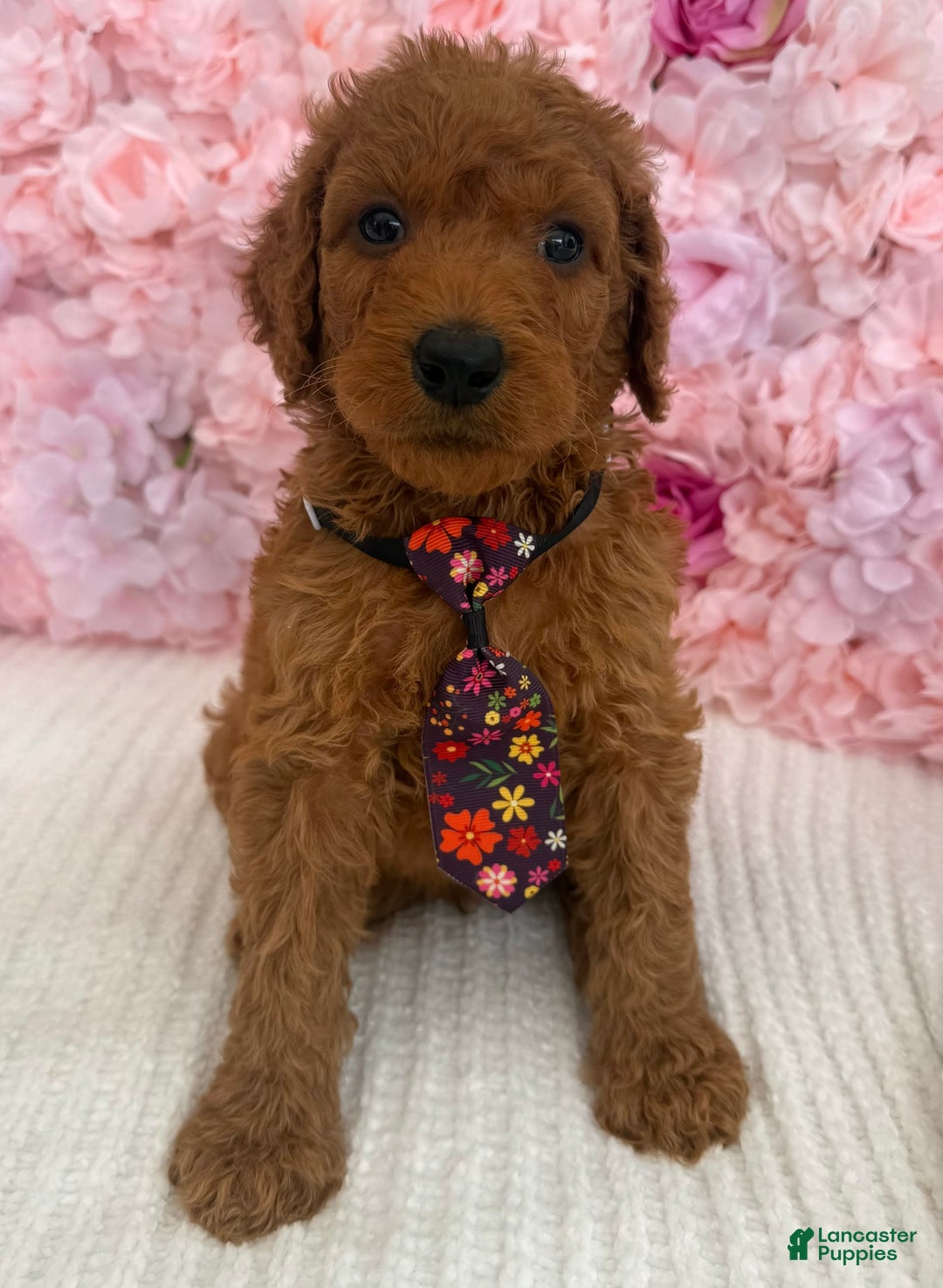 Standard Poodle dogs for sale: Tony AKC - Image 5