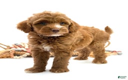 Mini Goldendoodle dogs for sale: Kordel Mini Brown Based - Image 2