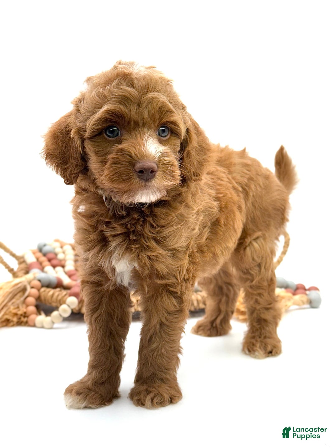 Mini Goldendoodle dogs for sale: Kordel Mini Brown Based - Image 2