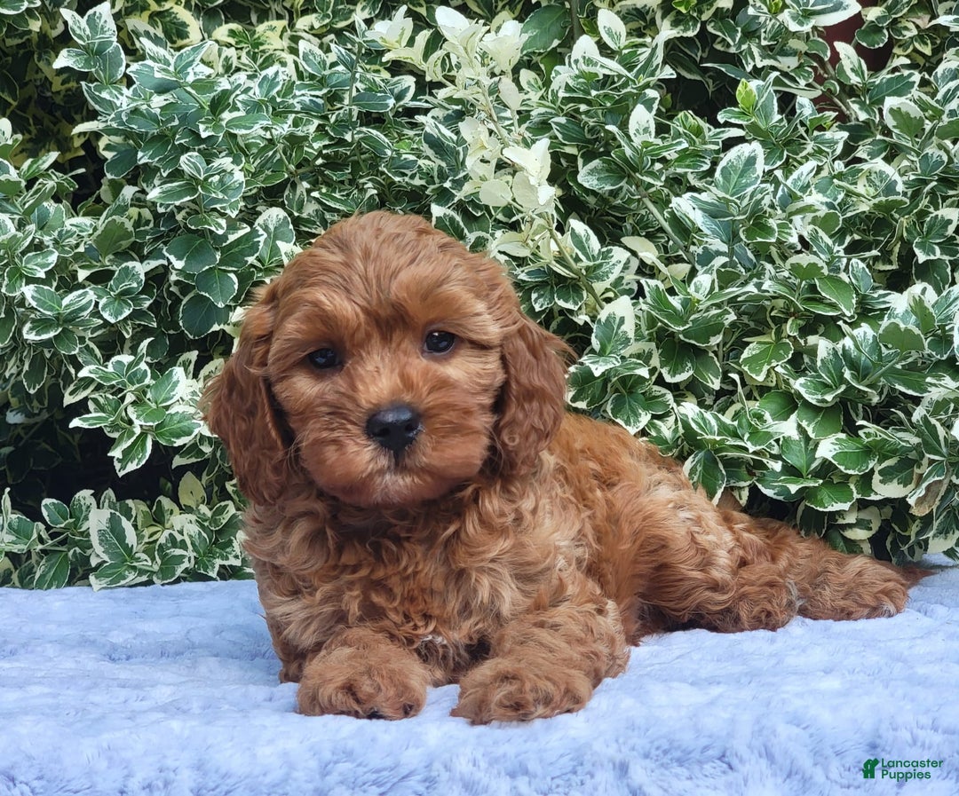 Cavapoo dogs for sale: Cavapoo 5 puppies - Image 6