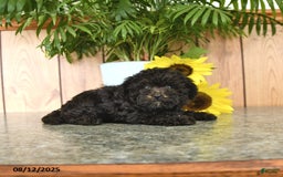 Havapoo dogs for sale: Ava - Image 2