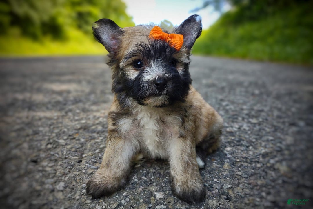 Morkie dogs for sale: Rare Gold Flame - Image 5