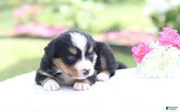 Bernese Mountain Dog dogs for sale: Phoebe AKC - Image 7