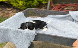 Cavalier King Charles Spaniel dogs for sale: Cody - Image 11