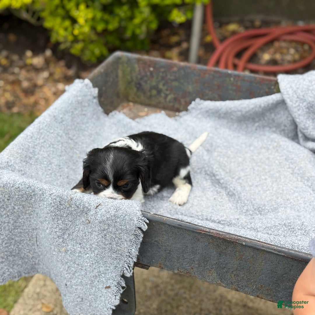 Cavalier King Charles Spaniel dogs for sale: Cody - Image 11