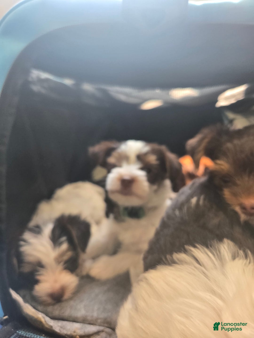 Yorkshire Terrier dogs for sale: Mr dark Blue - Image 2