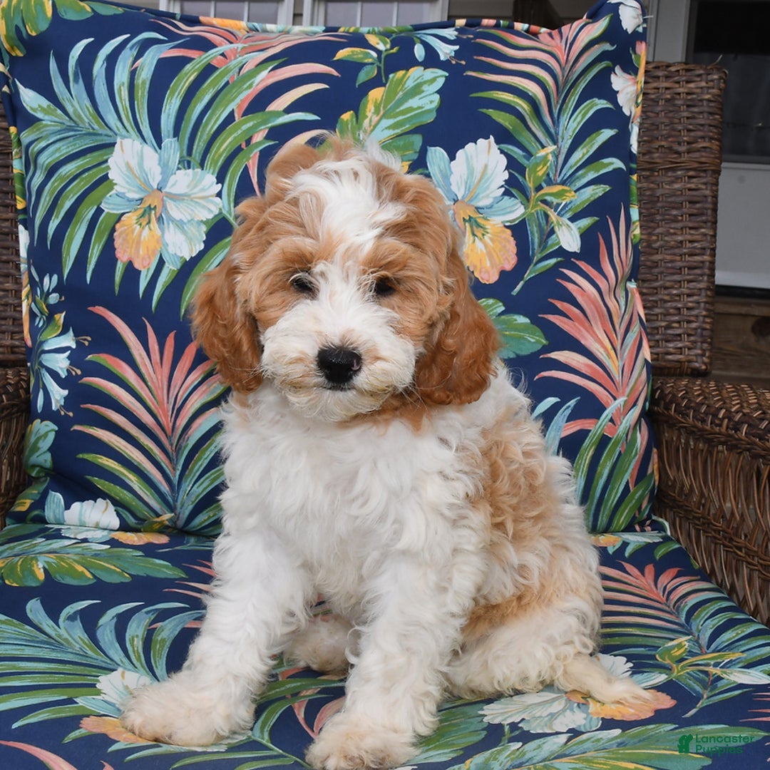 Forever dogs for sale: Lily - Image 4