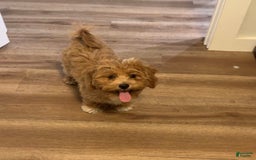 Maltipoo dogs for sale: Princeton - Image 7