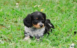Dachshund dogs for sale: Akc Prince - Image 1