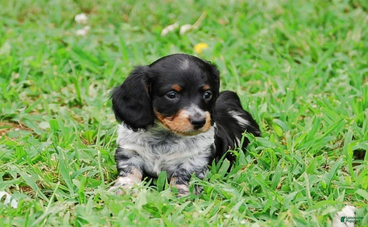 Dachshund dogs for sale - Ad 4
