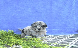 Mini Goldendoodle dogs for sale: Kash - Image 6