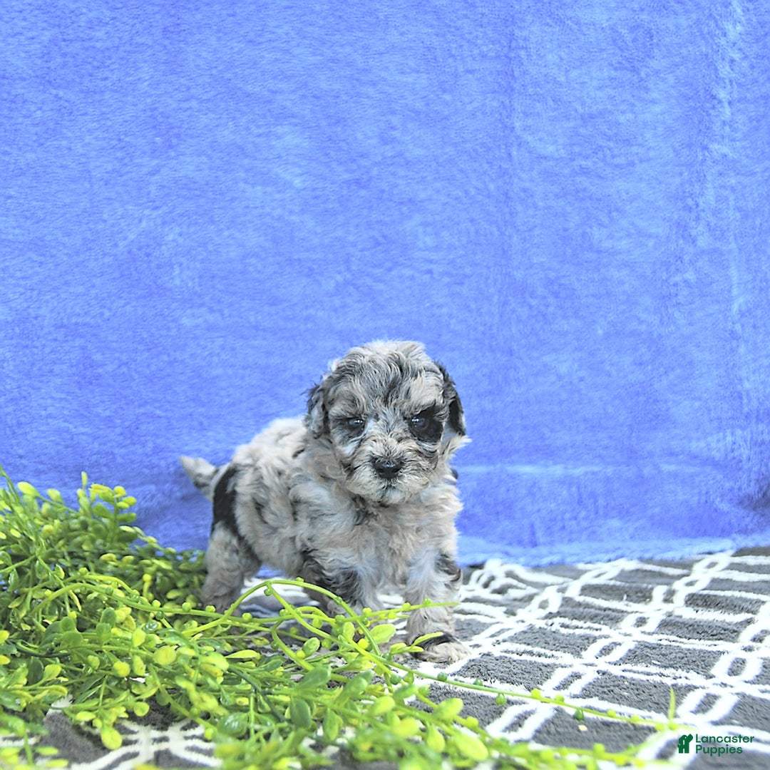 Mini Goldendoodle dogs for sale: Kash - Image 6