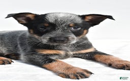 Australian Cattle Dog dogs for sale: Jasper - Image 6
