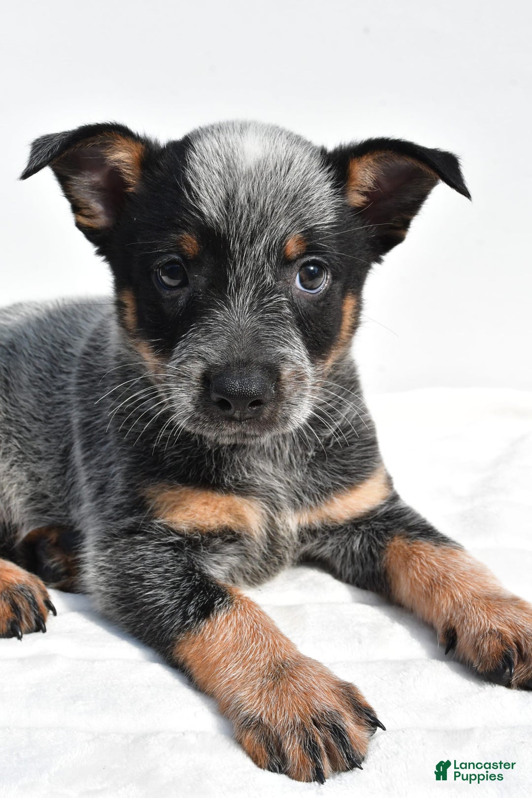 Australian Cattle Dog dogs for sale: Jasper - Image 6