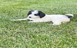 Newfypoo dogs for sale: Swiftie - Image 2