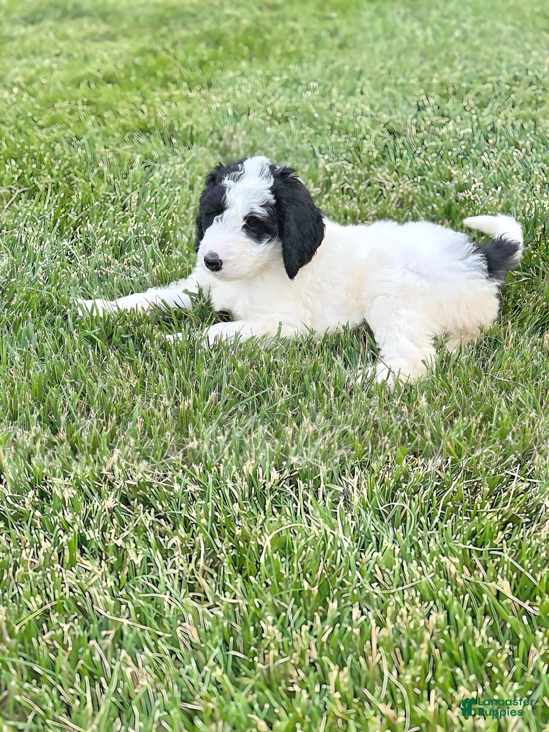 Newfypoo dogs for sale: Swiftie - Image 2
