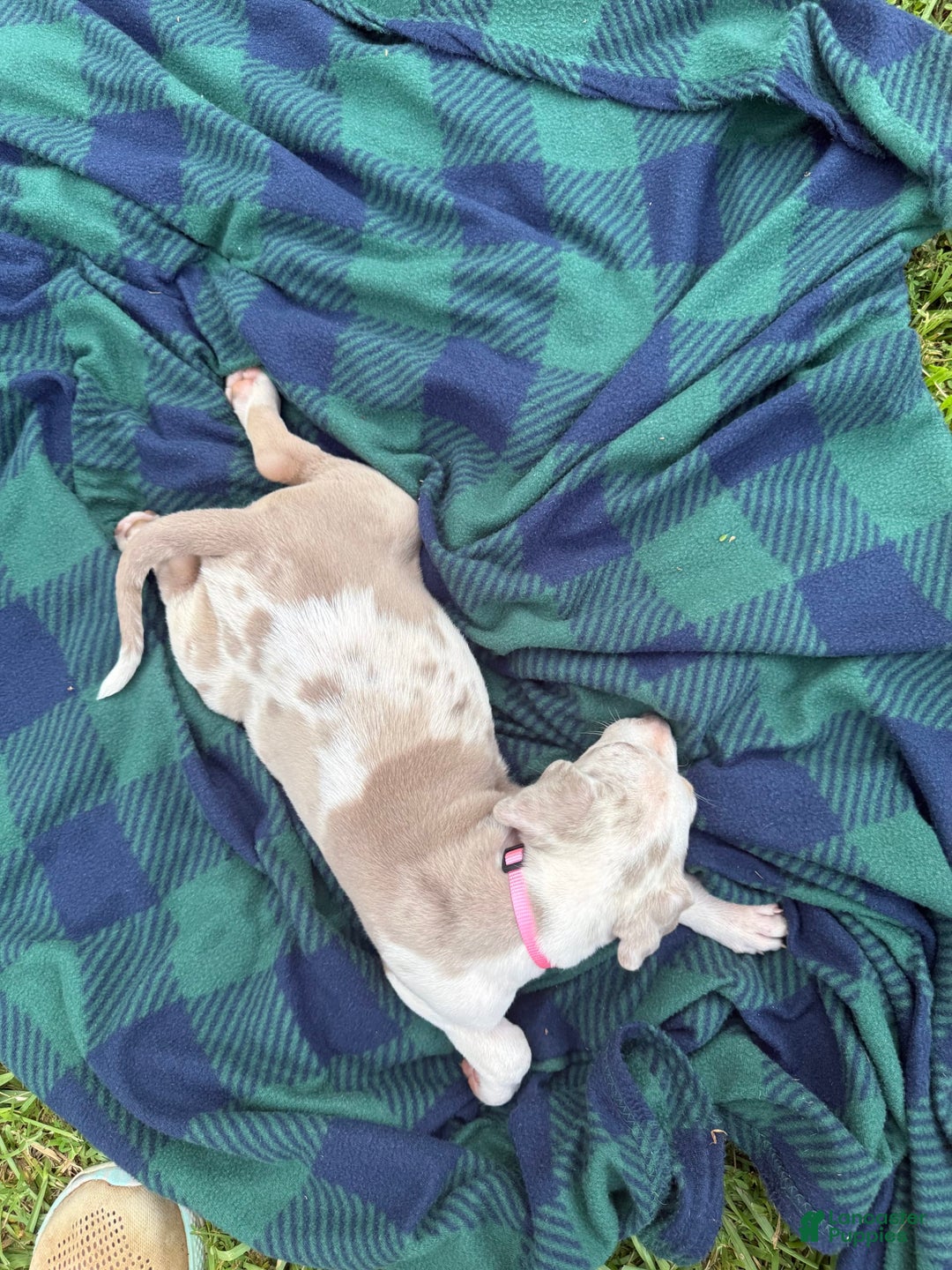 Catahoula Leopard Dog dogs for sale: Pink - Image 3