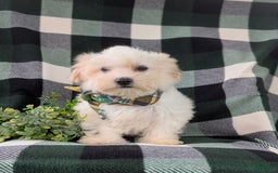 Maltese dogs for sale: Gus - Image 9