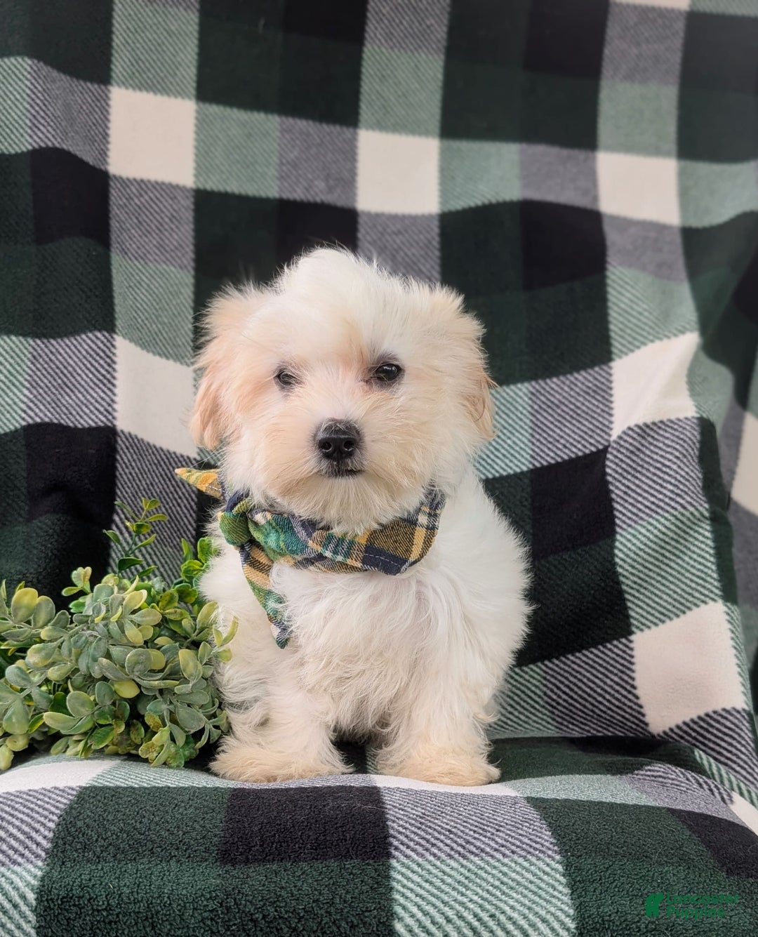 Maltese dogs for sale: Gus - Image 9