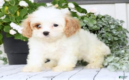 Cavapoo dogs for sale: Bailey - Image 7