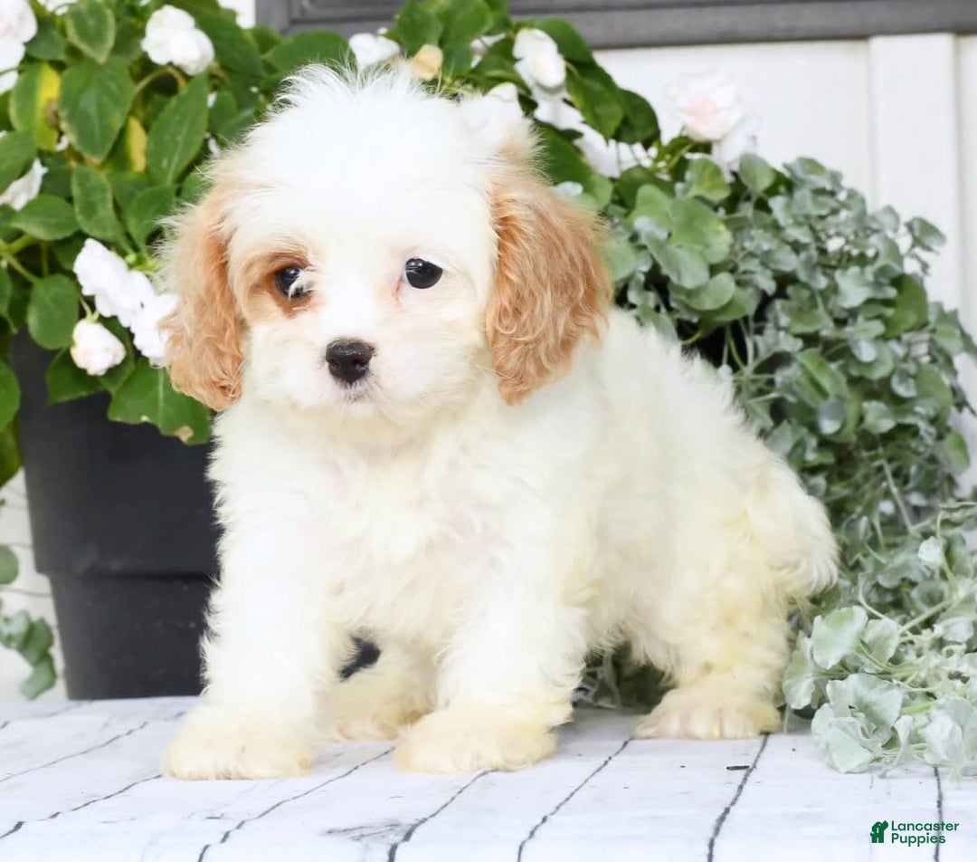 Cavapoo dogs for sale: Bailey - Image 7