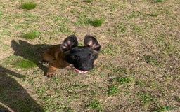 Belgian Malinois dogs for sale: Mocha - Image 2