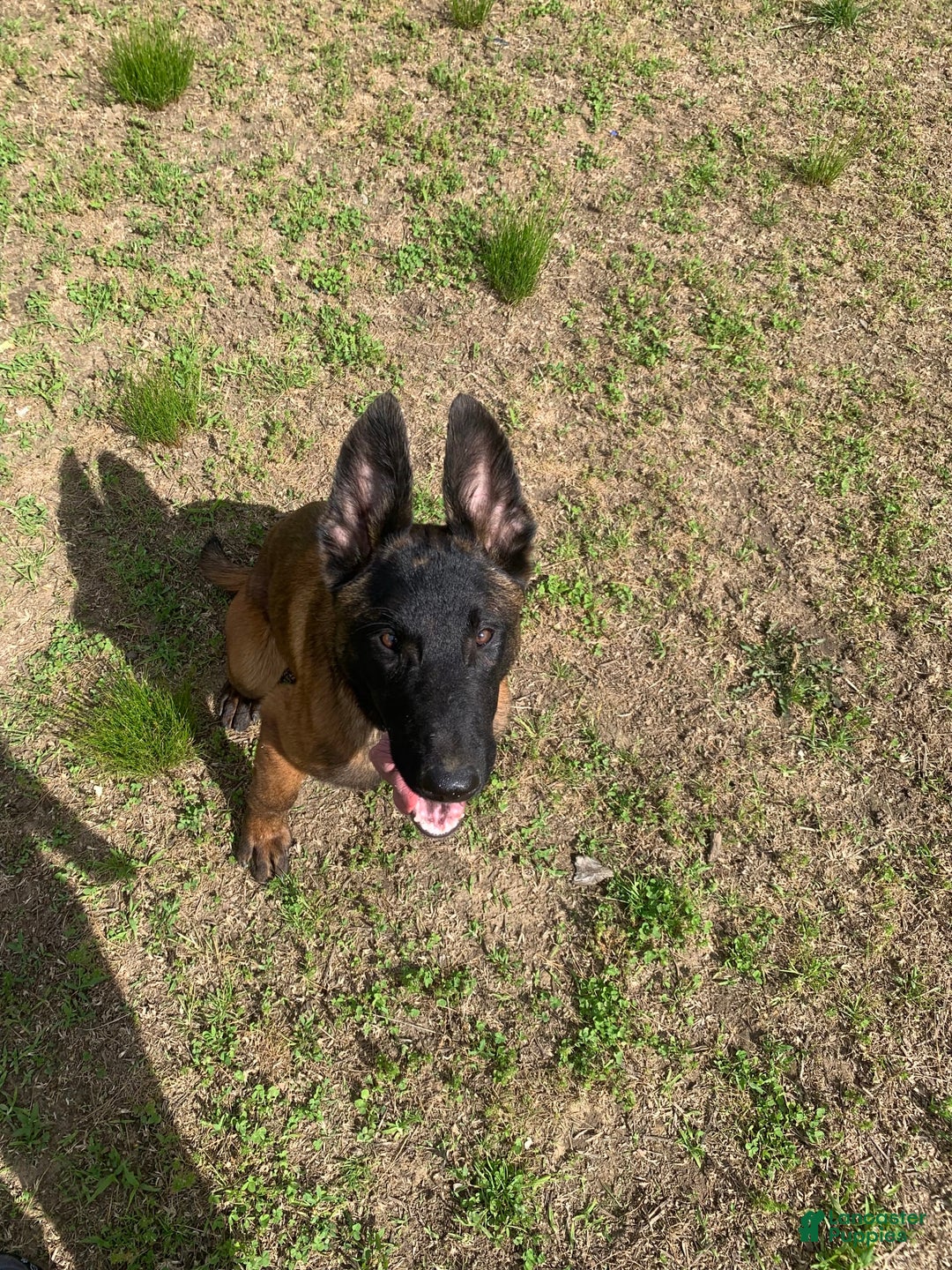 Belgian Malinois dogs for sale: Mocha - Image 2