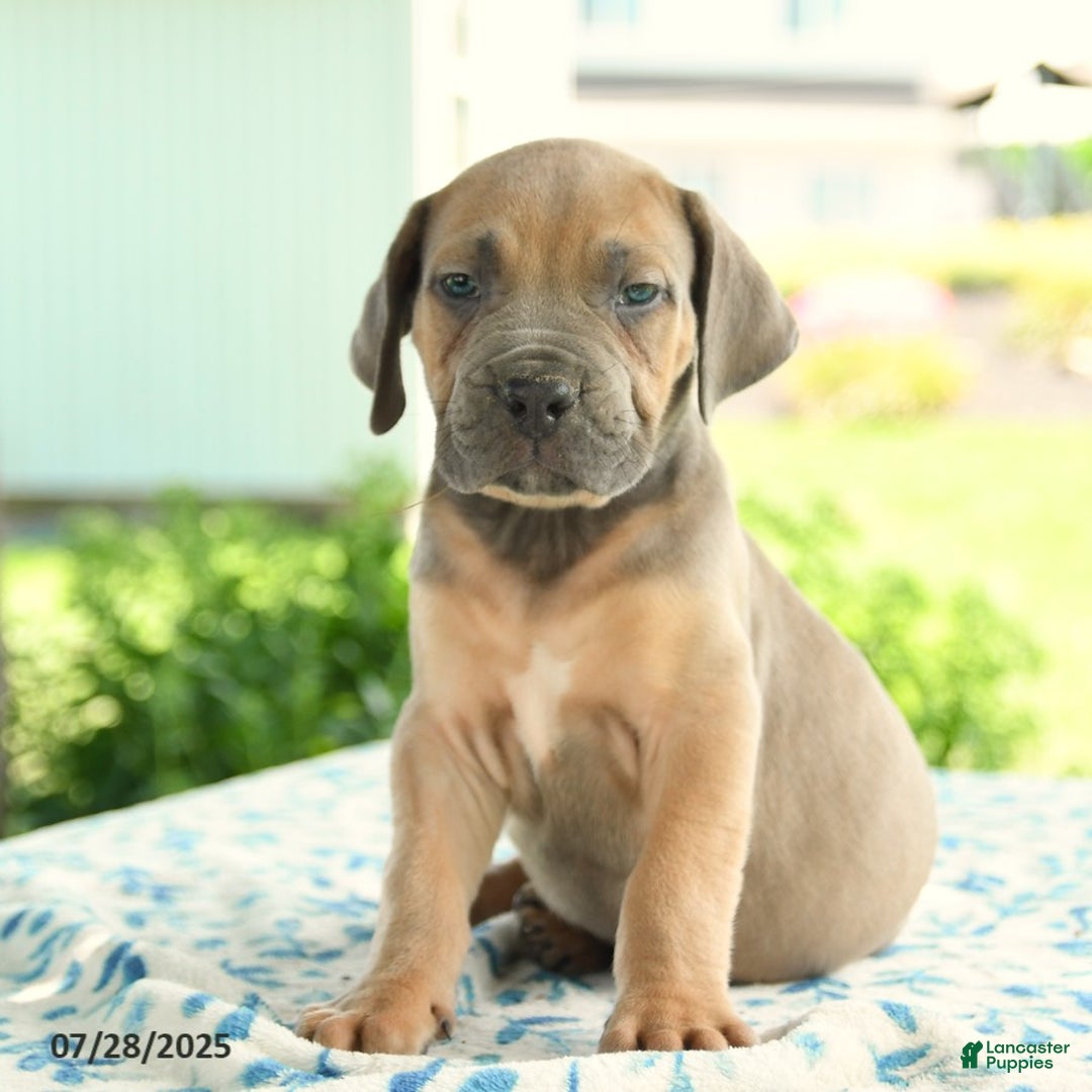 Cane Corso dogs for sale: Haden - Image 4