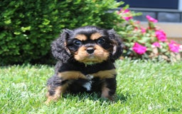 Cavalier King Charles Spaniel dogs for sale: Boomer - Image 14
