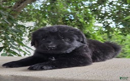 Newfoundland dogs for sale: Lexi - Image 5
