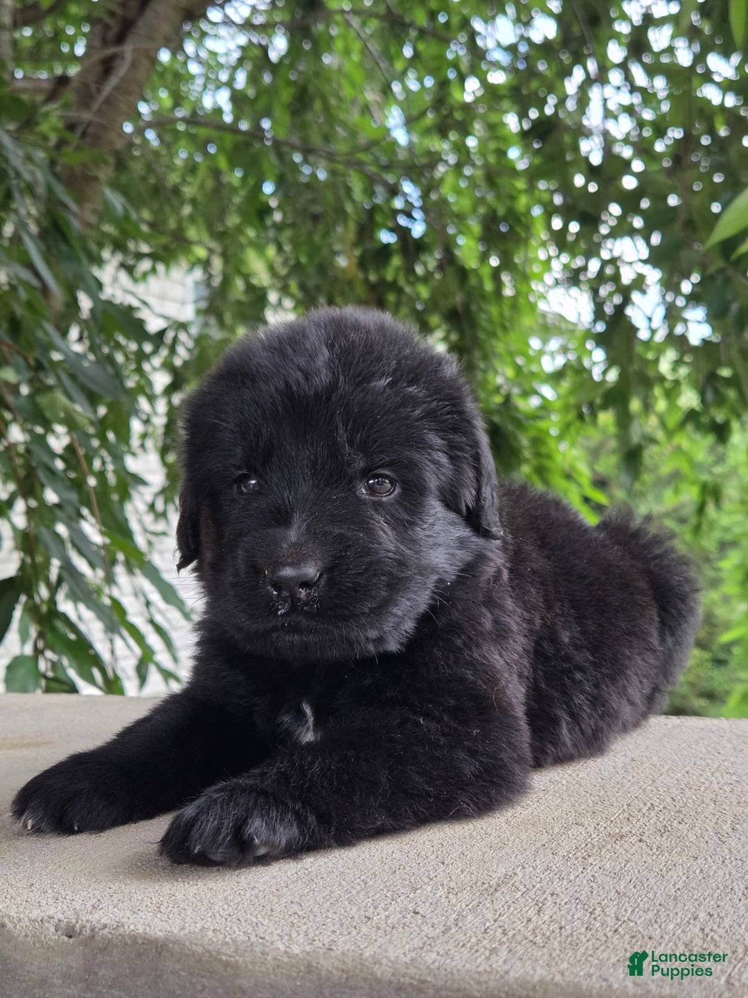 Newfoundland dogs for sale: Lexi - Image 5
